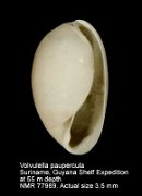 Volvulella paupercula